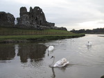 SX13175 Swans at Ogmore castle.jpg